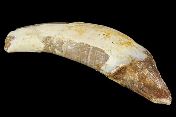 Primitive Whale (Basilosaur) Tooth - Dakhla, Morocco #106339